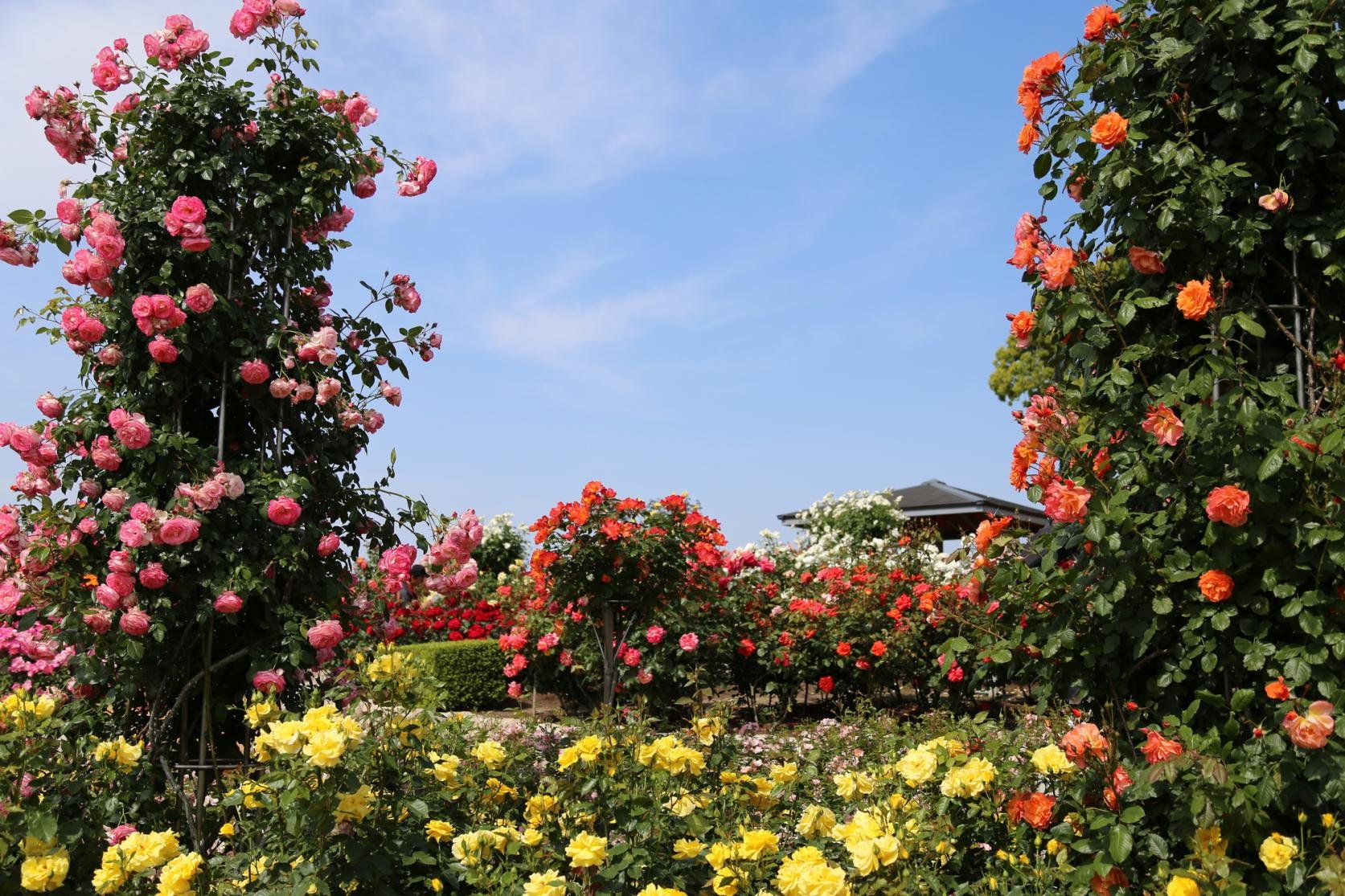 🏞️ 가요이초 공원 이미지 9